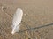 White feather in the sand