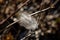 White feather stuck on a dry leafless twig