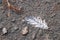 White feather in waterdrops on the ground on the day light