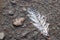 White feather in waterdrops on the ground on the day light