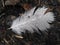 White feather in waterdrops on the ground on the day light. Top view.