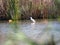 White feathered bird in lake ivars and vila sana, lerida, spain, europe