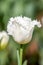 White Feathered Edge Tulip Flowers, Victoria, Australia, September 2016