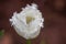White Feathered Edge Tulip Flowers, Victoria, Australia, September 2016