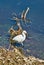 White feathered egret bird river water reflection