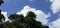 White Feathery Clouds in Blue Sky above the Green Tree