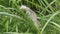 White feathery hairs of the Cogon grass