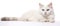 White Felidae cat with blue eyes resting on white surface