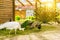 White female albino peafowl grazing