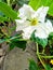 White female  bottle gourd flower with a green leaves..
