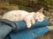white female cat sleep on unused blue carpet