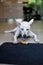 A white female dog is having her snack time in modern house with joy.