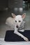 A white female dog is waiting for her snack in a modern house with calm.