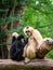 White female gibbon breast feeding her child