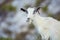 White female goat chewing something in mountains