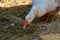 White female goose is eatting in garden