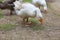 White female goose is stay in dry garden