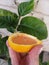 White female hand holding a handmade candle made from a lemon, with green lemon leaves in the background