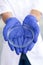 White female hands holding a Petri dish close-up in blue rubber gloves against the background