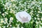 White female hat in a camomile field