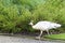 White female peacock walking on the grounds of a school in Dallas, Texas.