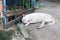 White female Stray dog with scars abandoned on the ground close