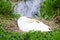 White female swan asleep on nest at nature reserve