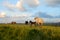 A white female of wild horse gave birth to a young newborn foal horses on a grassy meadow.