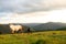 A white female of wild horse gave birth to a young newborn foal horses on a grassy meadow.