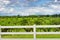 White Fence borders a orchard under cloudy skies