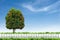 White fence and tree on blue sky