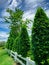 White fence with trimmed tree and blue sky and clouds. Fence of resort. Decorative plant. Beautiful garden fence. Green tree fence