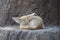 White Fennec fox or Desert fox with big ear