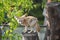 White Fennec fox or Desert fox with big ear