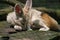 White Fennec Fox resting in her enclosure