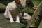 White Fennec Fox resting in her enclosure