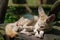 White Fennec Fox resting in her enclosure