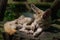 White Fennec Fox resting in her enclosure