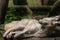 White Fennec Fox resting in her enclosure