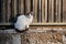 White feral cat with grey head, back and tail poses in the sunshine beside a wooden fence