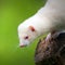 White Ferret