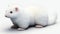 White ferret isolated on a white background