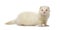 White Ferret looking at the camera, isolated