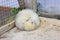 White ferret sleeps in a cage closeup