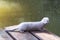 White ferret on wooden bridge.