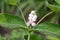 White Feverwort, Triosteum pinnatifidum x himalayense, berries and leaves