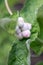 White Feverwort, Triosteum pinnatifidum x himalayense, white berries