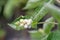 White Feverwort Triosteum pinnatifidum x himalayense, white berries