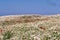 white field of chamomile flowers with red poppies in front of the blue sky