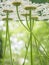 White field daisies floating in the water. Photo chamomile flowers on the bottom, underwater, closeup with blurred